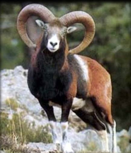 ماڭعىستاۋدا ارقار سانى ارتىپ كەلەدى