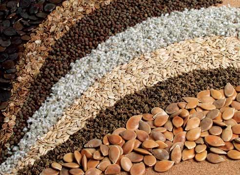 ەگىنشىلەرگە ەگىنجايعا ارنالعان داندەردىڭ دەرەكتەر بازاسى قولجەتىمدى بولدى