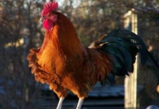 تاۋىق جىلىنىڭ تارتۋلارى