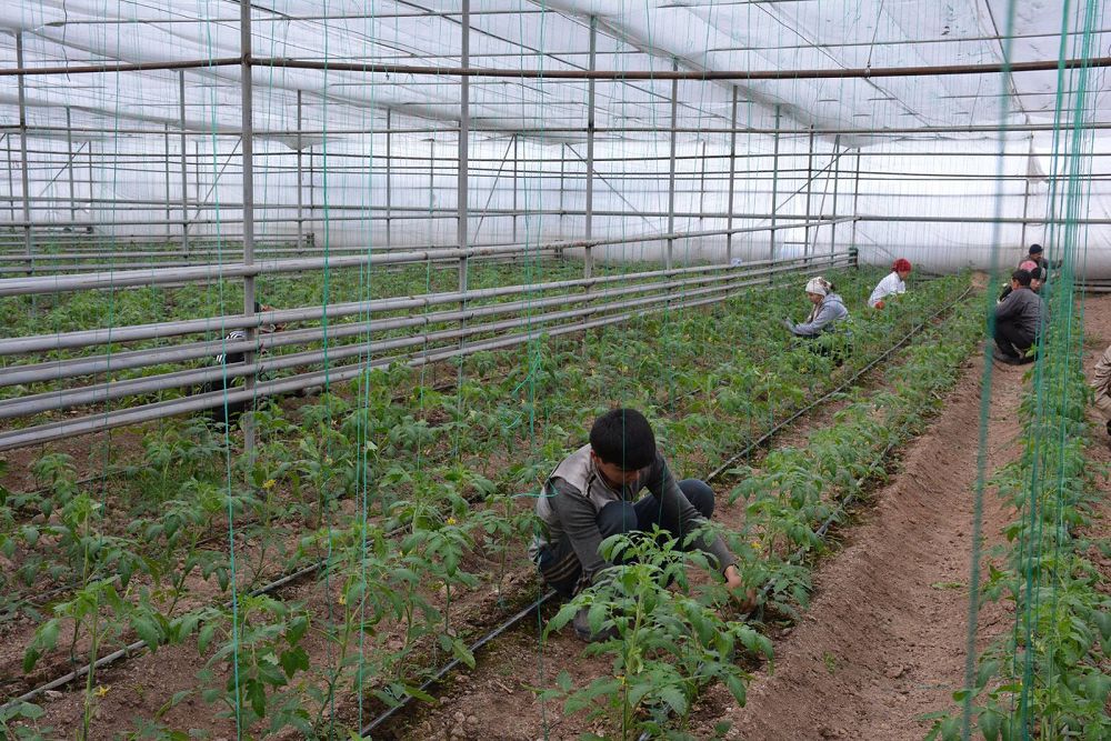 جىلىجاي كولەمى 300 گەكتارعا ۇلعايتىلادى