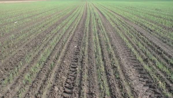 شاردارادا يننوۆاتسيالىق ادىسپەن پياز ەگۋ باستالدى