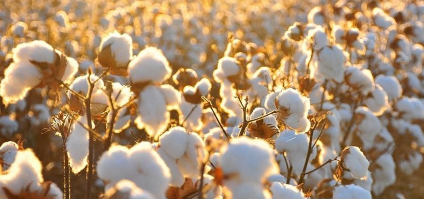 ماقتا شارۋاشىلىعىن دامىتۋعا نە كەدەرگى؟