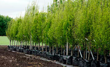 ورالدا ءبىر كۇندە 500 ءتۇپ كوشەت ەگىلدى 