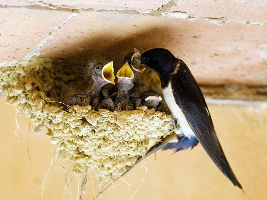 «بالاجان» قارلىعاش