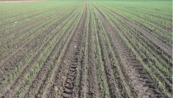 جاۋشىقۇمدا پياز ەگىپ كورەي ءجۇر