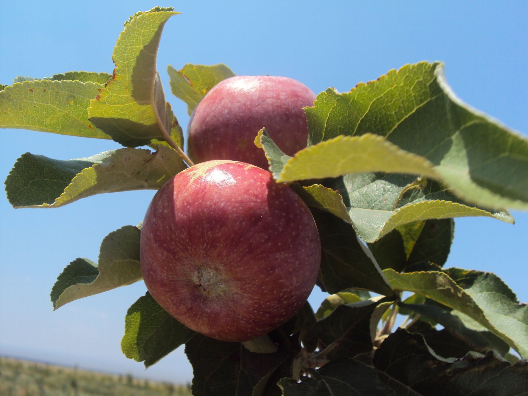 اقتوبە وبلىسىندا الما باعى وتىرعىزىلماق