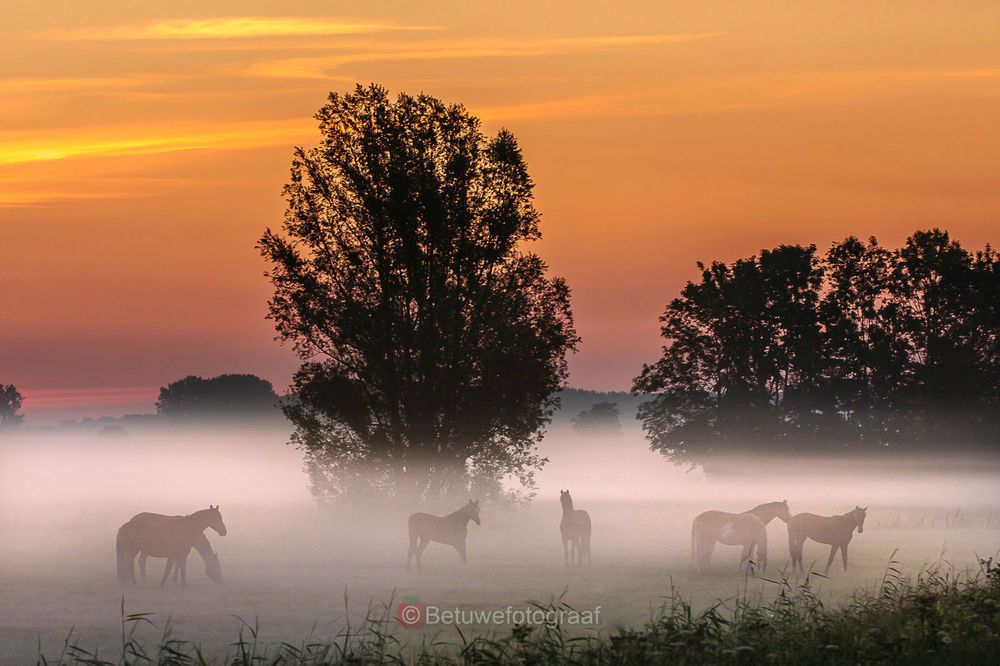ۇستالمايتىن ۇرى, شاراسىز شارۋا