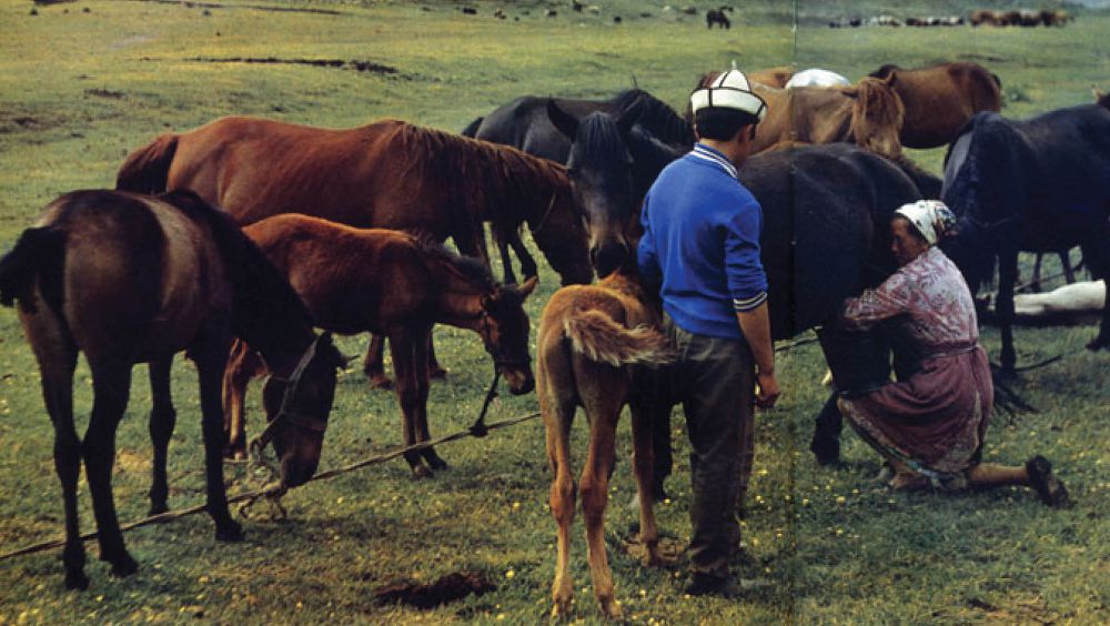 قازاق – قاشاندا قازاق!