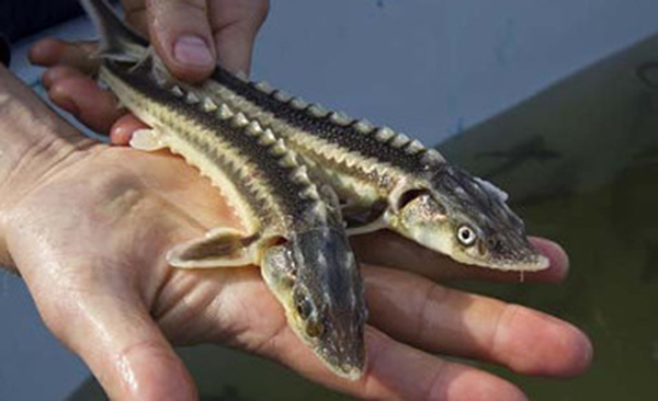 ​اتىراۋدا «بەكىرە-2017» بالىق قورعاۋ اكتسياسى باستالدى