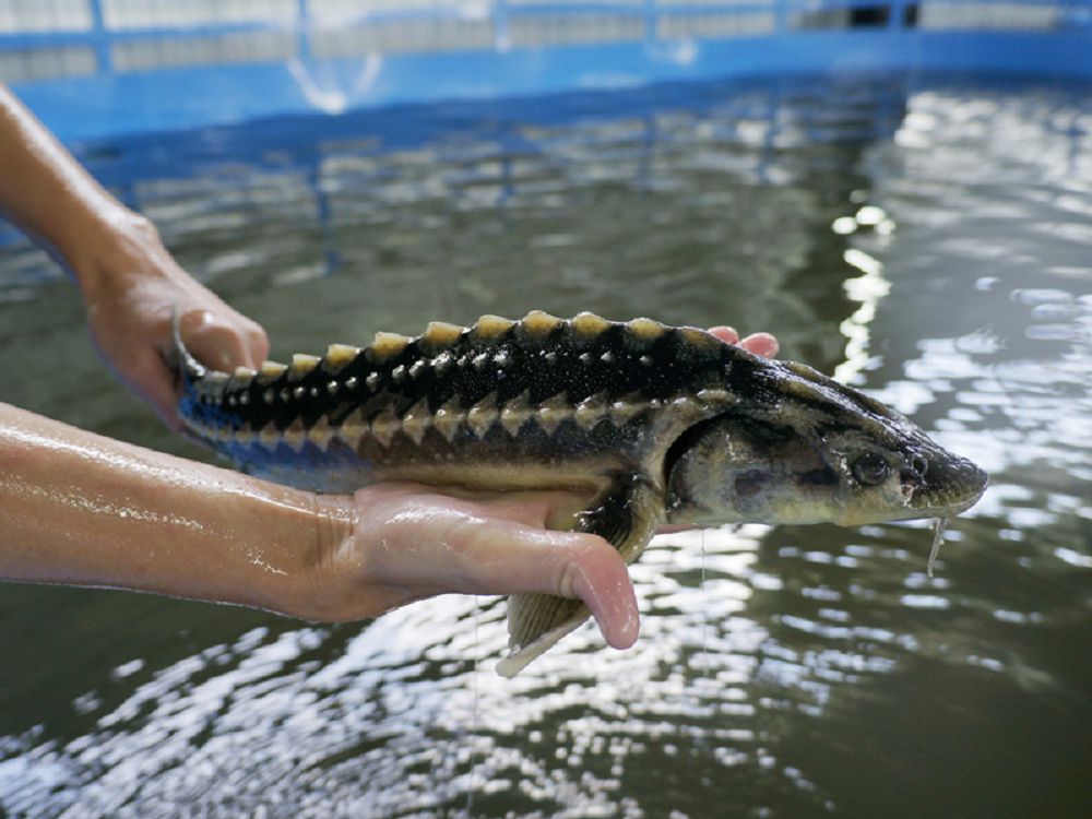 بالىق وسىرسەڭ, بەكىرە ءوسىر