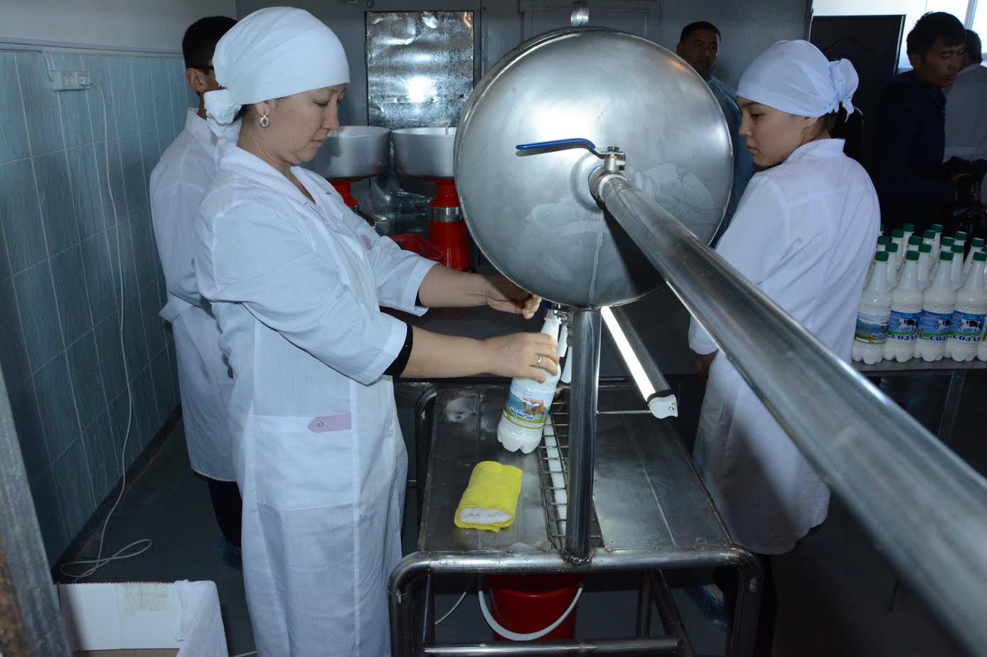 سوزاقتىق كاسىپكەر تۇيە سۇتىنەن يوگۋرت دايىندايدى