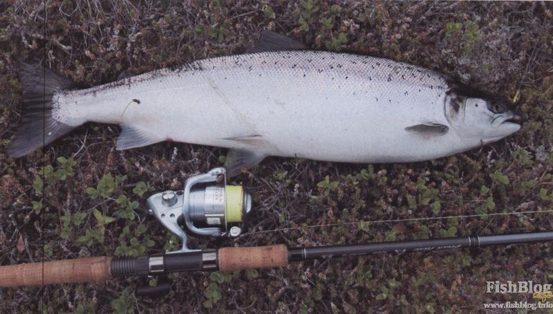 اتىراۋدا سالماعى 160 كەلى بالىق اۋعا ءتۇستى