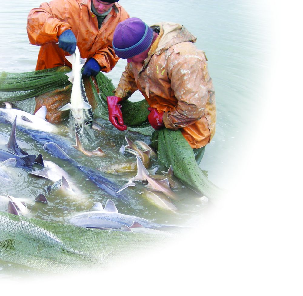 ماقسات – سۋ مارجاندارىن ساقتاپ قالۋ