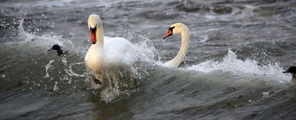 ەرتە كەلگەن اققۋلار