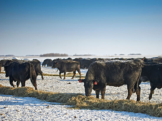 بقو قاراتوبە اۋدانىندا مال ءولىپ جاتىر