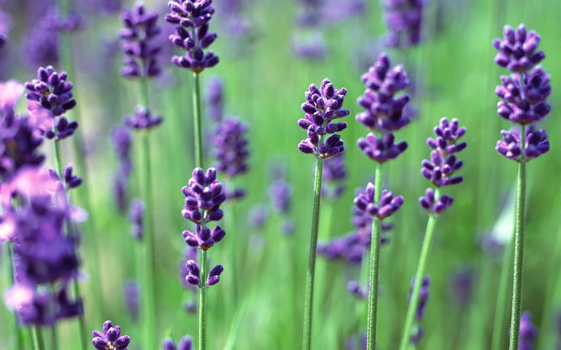 اتىراۋدا لاۆاندا وسىرىلەدى