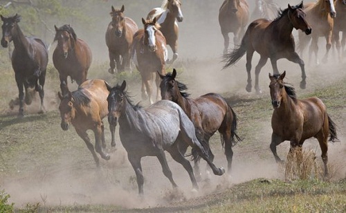 قازاقستاندا جىلقى سانى 9,1%-عا كوبەيدى