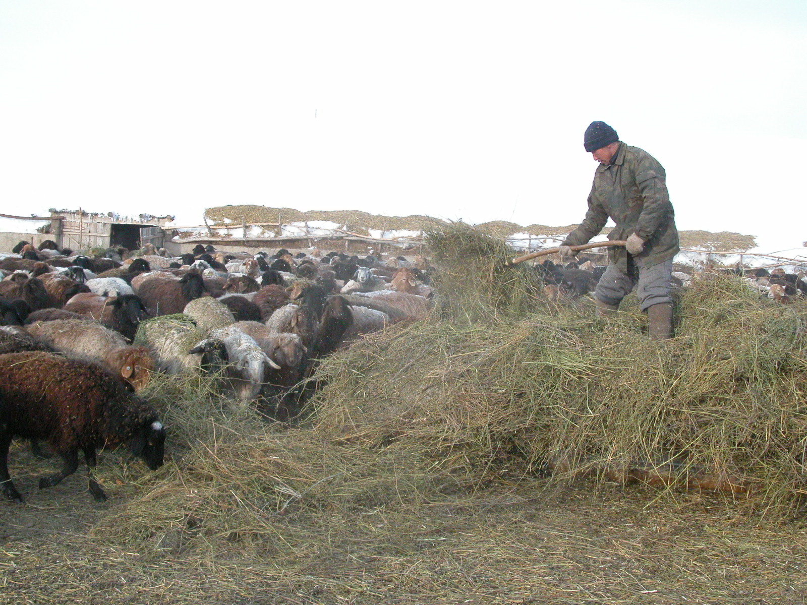 كووپەراتيۆتەردىڭ دامۋىنا نە كەدەرگى؟