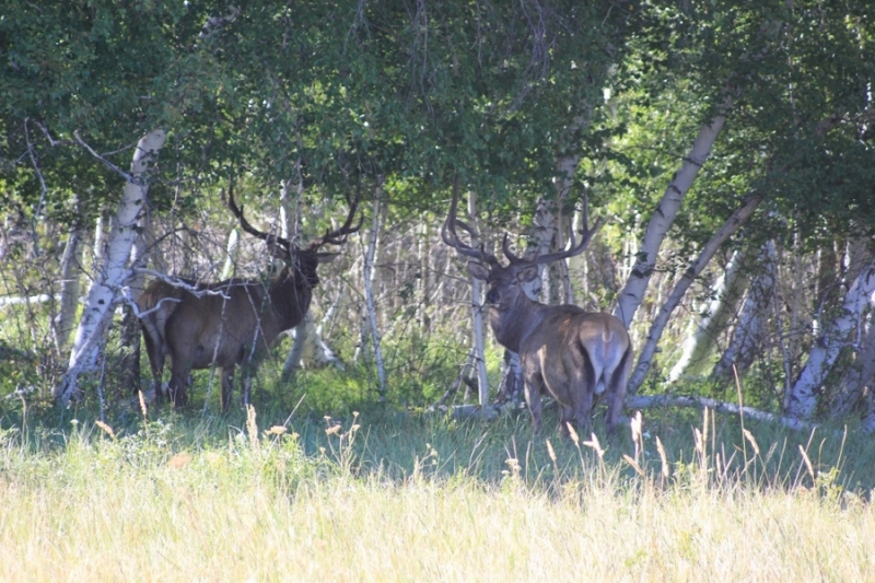 ​قاراعاندى وبلىسىندا سافاري-پارك اشىلماق