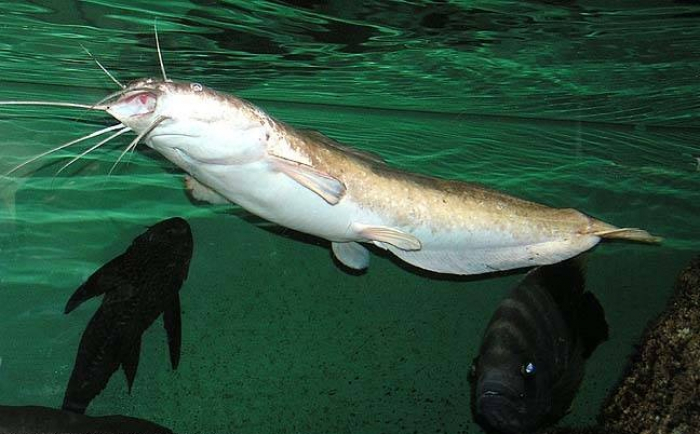 تۇلكىباستىق شارۋالار افريكا جايىنىن ءوسىرىپ جاتىر