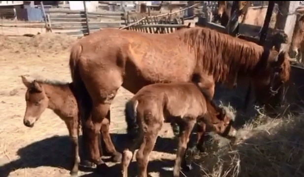 قاراعاندىلىق تۇرعىن ەكى ق ۇلىنى بار بيەسىن كورسەتتى (ۆيدەو)