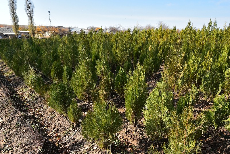 وڭتۇستىك قازاقستاندا 400 مىڭ كوشەت وتىرعىزىلدى