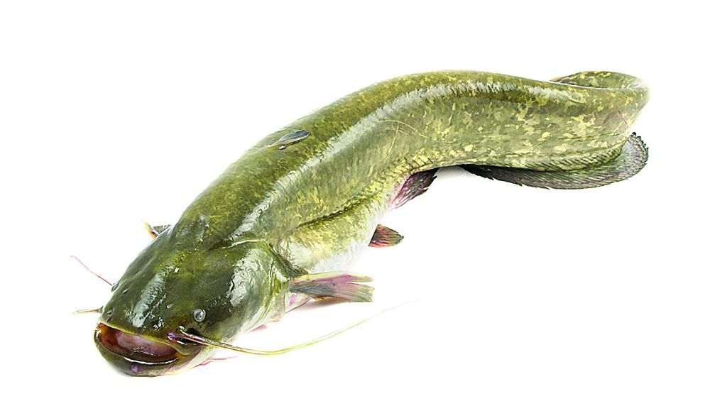 افريكا جايىنى, مارحابات!