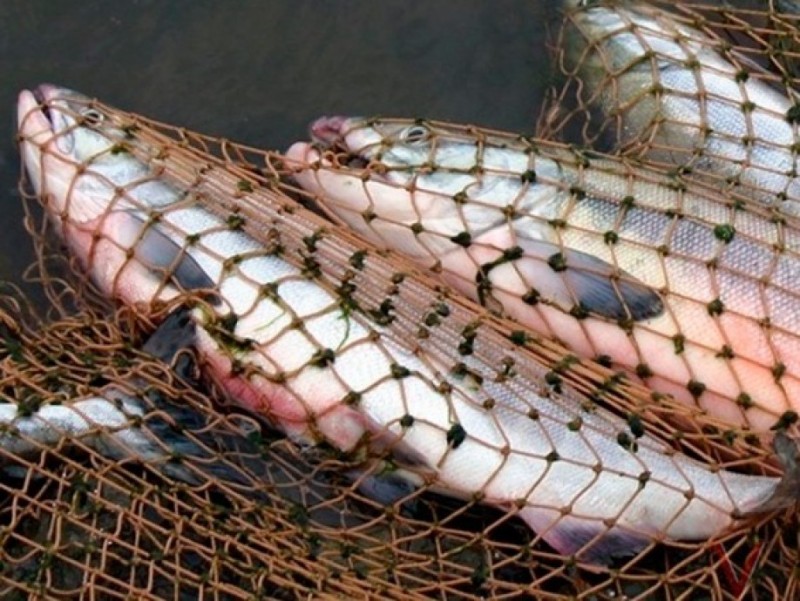 بالىق اۋلاۋعا تىيىم سالىنۋى مۇمكىن