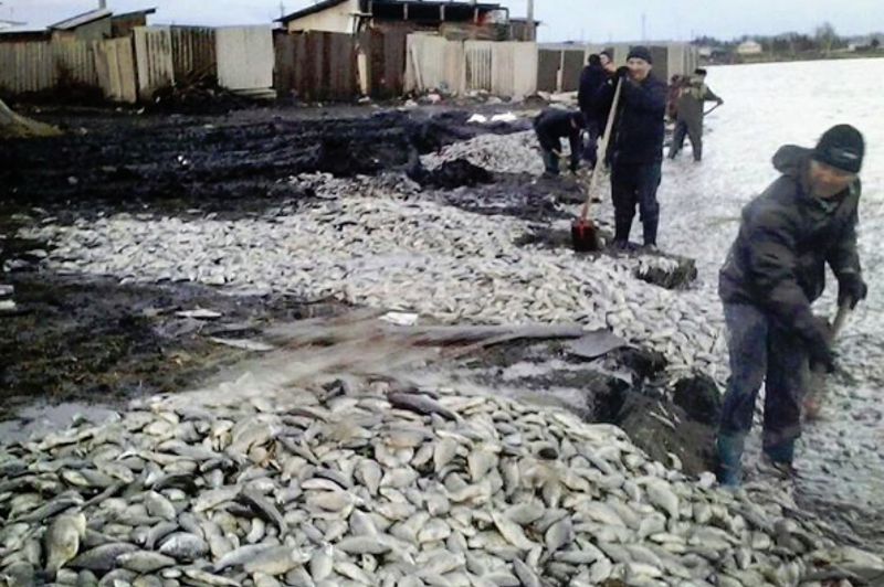 بالىق قىرىلىپ قالدى