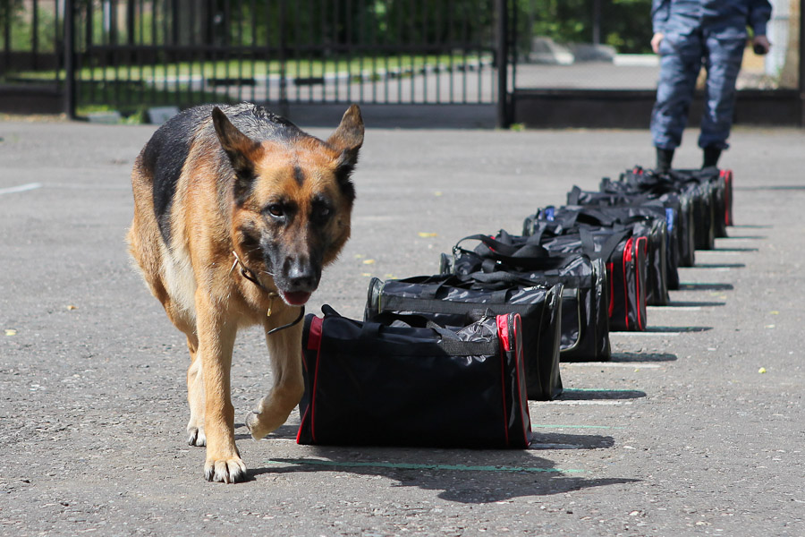 ​كينولوگيالىق ورتالىقتا اكىمشىلىك مەملەكەتتىك قىزمەتشىلەردى اتتەستاتتاۋدىڭ ءۇشىنشى كەزەڭى اياقتالدى 