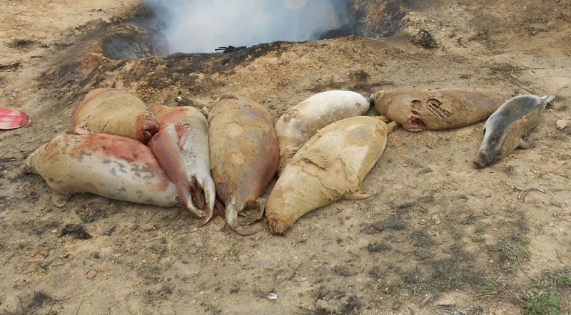 ​كاسپي تەڭىزىنىڭ جاعاسىنان 243 ءولى يتبالىق تابىلدى 