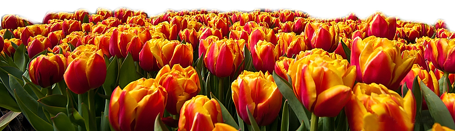 الماتىعا 50 مىڭ قىزعالداق كوشەتىن سىيلادى