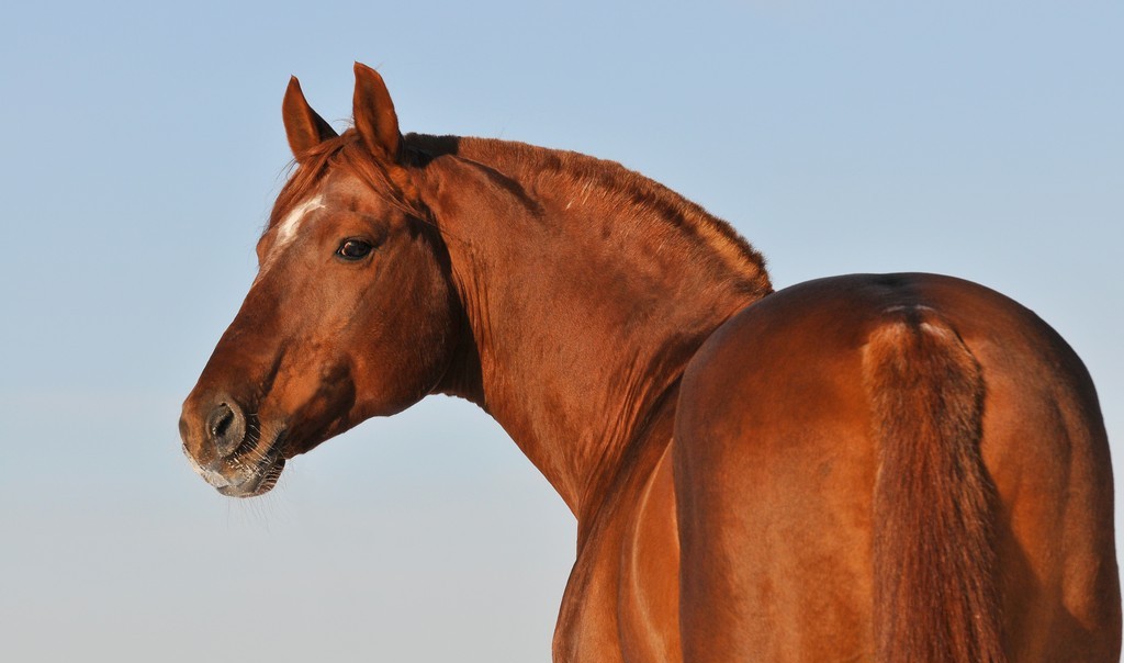 قار سۋىمەن كەتكەن جىلقى