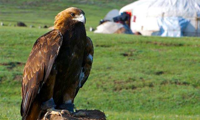 ​قىراننىڭ – باس, تۇمسىق, تاناۋ, كوز, قانات-قاۋىرسىن سىندارى 