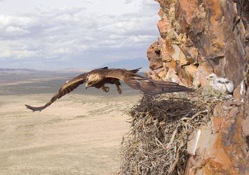 ​بۇركىت بالاپانى جانە ونىڭ سىنى 