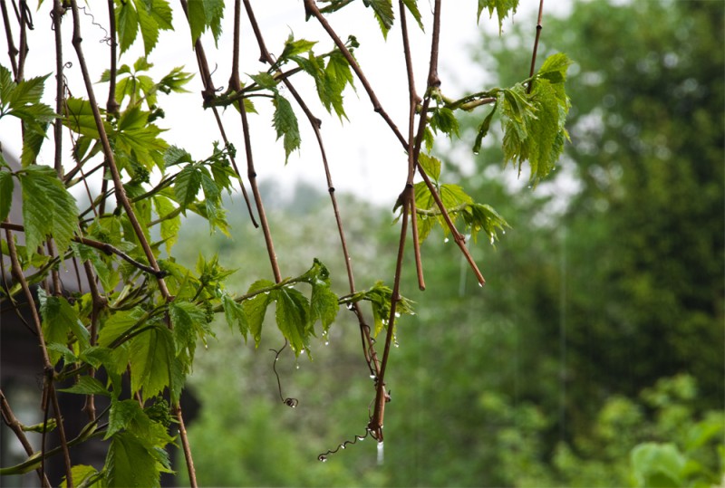 ەلىمىزدىڭ باسىم بولىگىندە اۋا رايى قۇبىلمالى بولادى