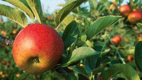 الماتى اپورتى قايتا گۇلدەيدى