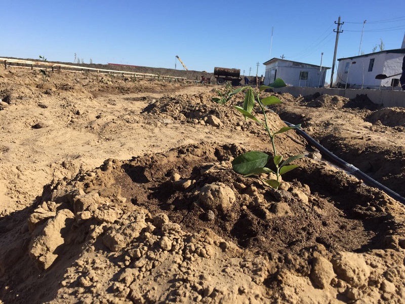 «اتىراۋاگروونىمدەرى» شارۋا قوجالىعى ليمون ءوسىرۋدى قولعا الدى