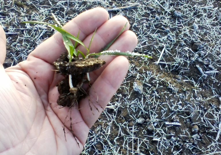 ەگىننىڭ ساپاسى – ءونىمنىڭ كەپىلى