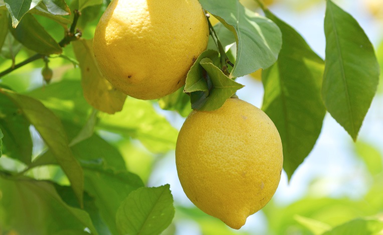 اتىراۋدا ليمون وسەدى