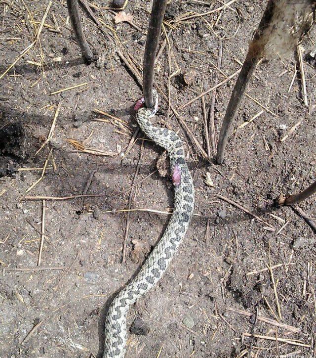 قارابالىق اۋدانىنىڭ تۇرعىنى اۋلاسىنان ۋلى سۇر جىلان تاپتى