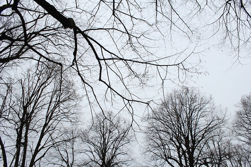 قاراعاندىدا اۋا رايى كۇرت سۋىتادى