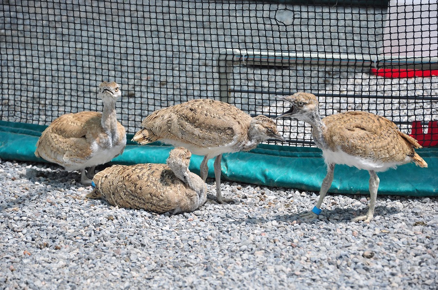 وقو-دا اراب ينۆەستورلارىنىڭ كومەگىمەن دۋاداق وسىرىلۋدە