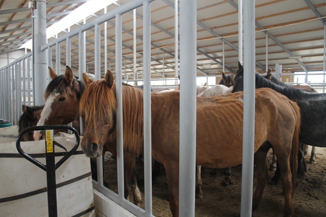 قۇرعاق ساۋمال ءونىمى نارىققا شىقتى