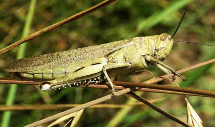 شەگىرتكەلەر شىرعالاڭى