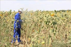 ديقاندار دامىلسىز ەڭبەكتەنۋدە