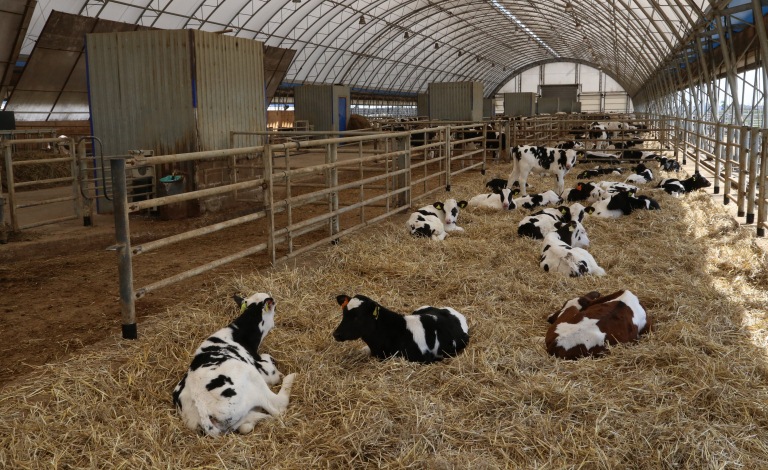 سولتۇستىكتە ورتالىق ازياداعى ەڭ ءىرى ەت كومبيناتى سالىنادى