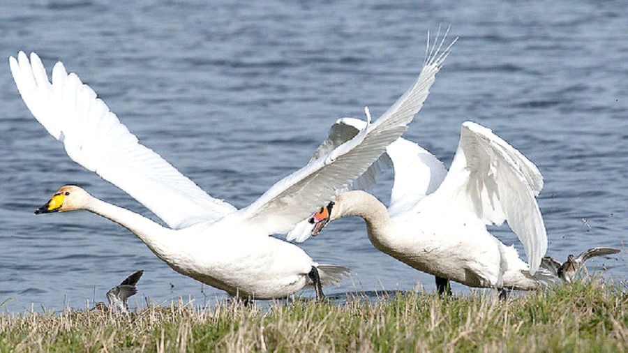 قۇستار جايلى قايىرىم