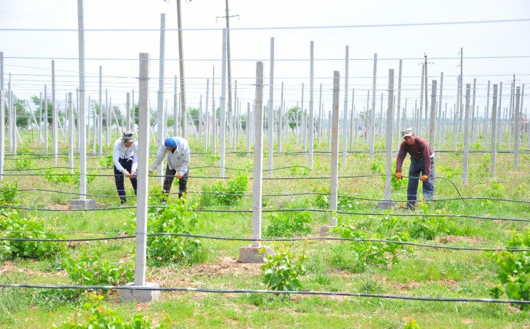 وڭتۇستىكقازاقستاندىق باعبان تاستاق جەردە ءجۇزىم وسىرۋدە