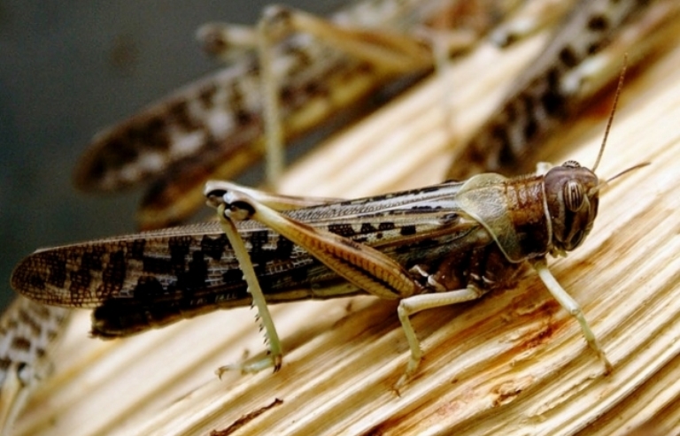 اقتوبە مەن ورىنبور شەگىرتكەمەن بىرلەسىپ كۇرەسۋدە 